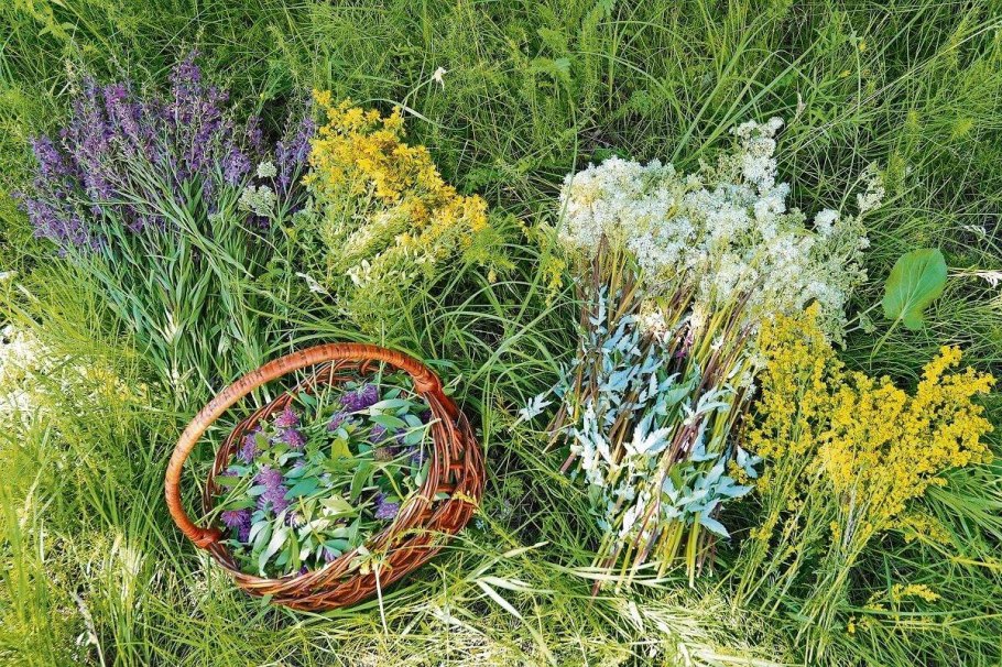 Лечебные травы