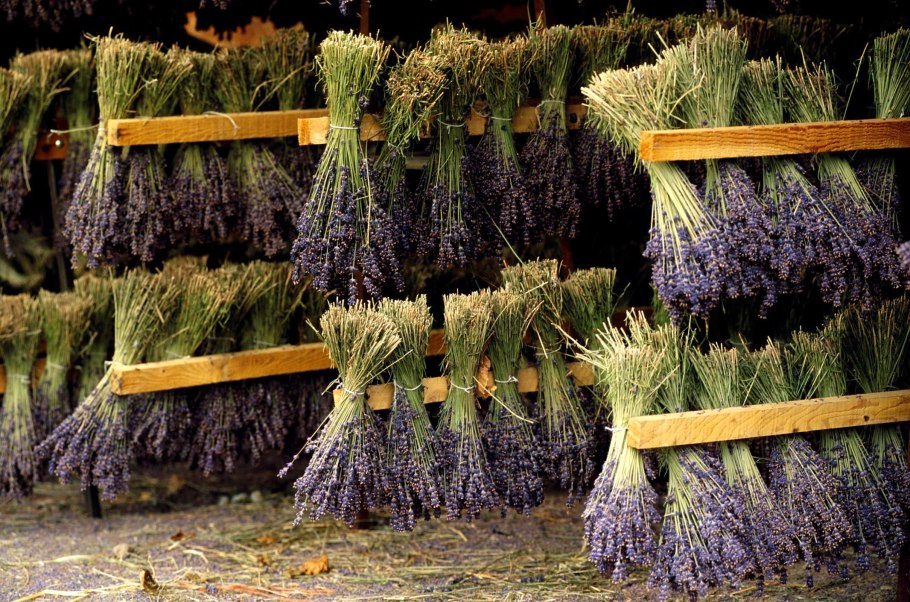 Сушка лекарственных трав