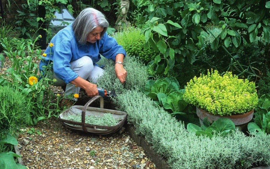 Аптекарский огород пряные травы