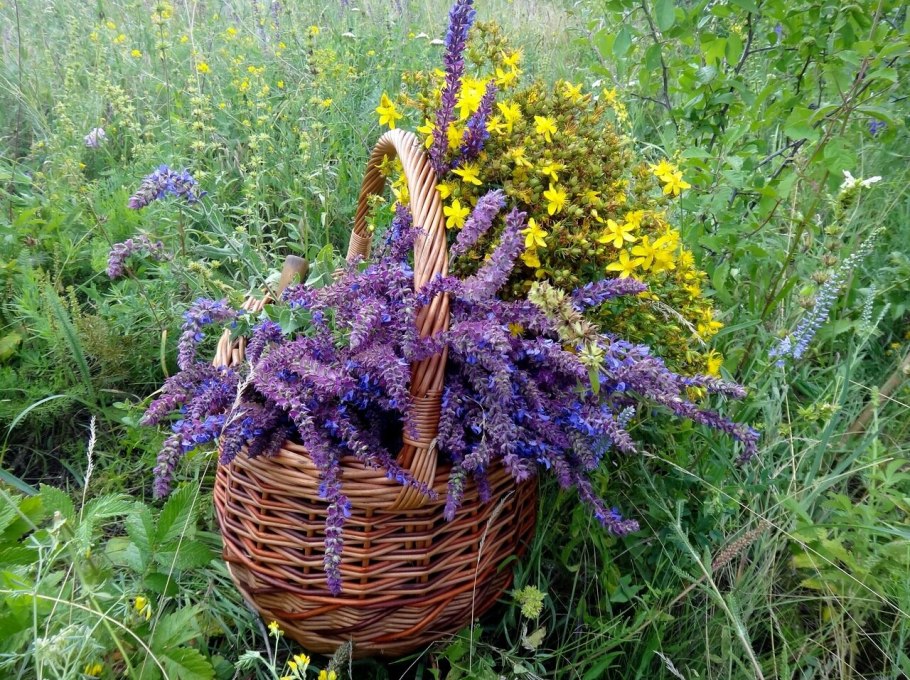 Шалфей ведьмы