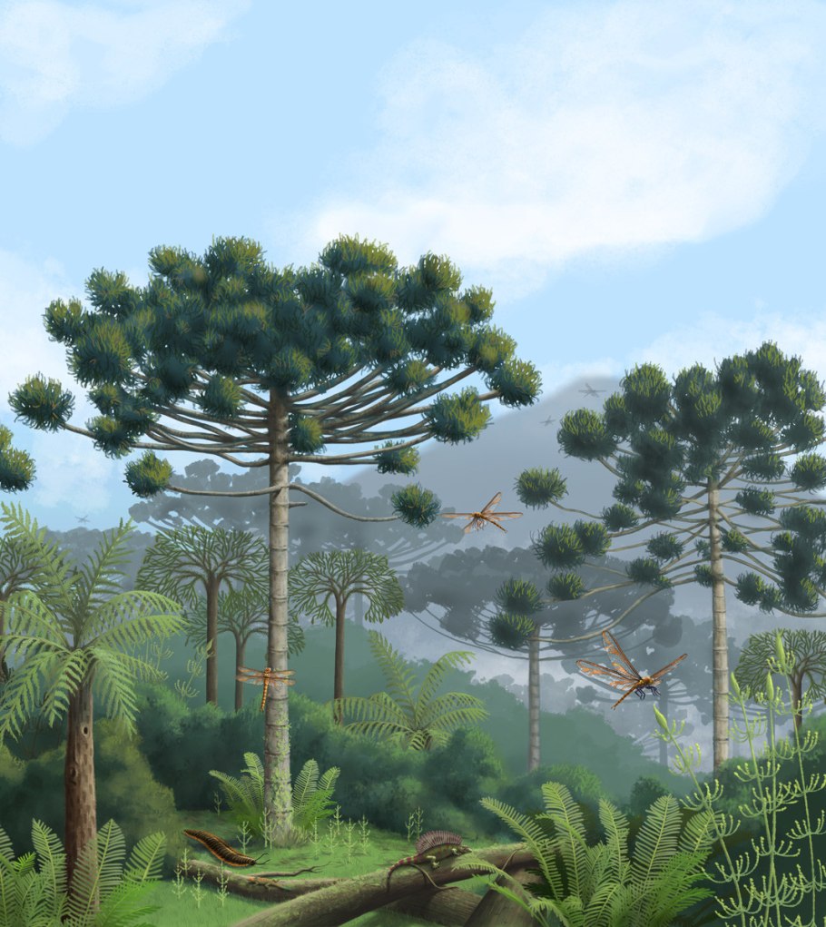 Проект по биологии 5 класс Голосеменные растения