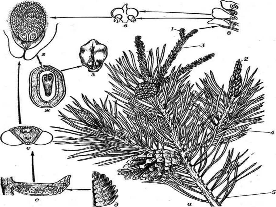 Вымершие семенные папоротники