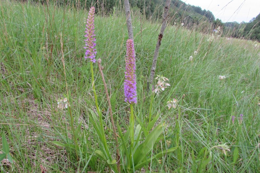 Кокушник длиннорогий