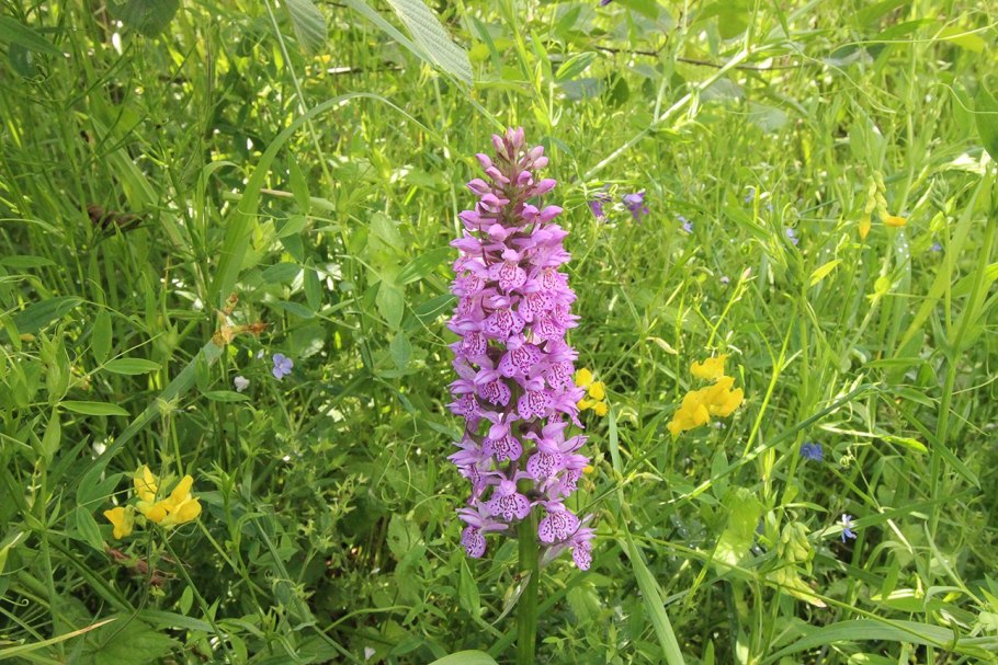 Кукушник (Кокушник) длиннорогий