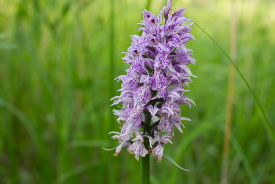 Неоттианта клобучковая