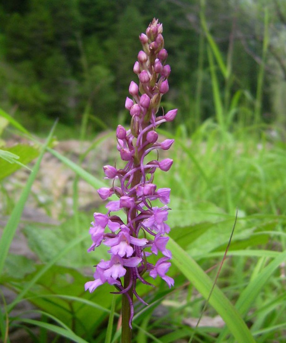 Кокушник душистый