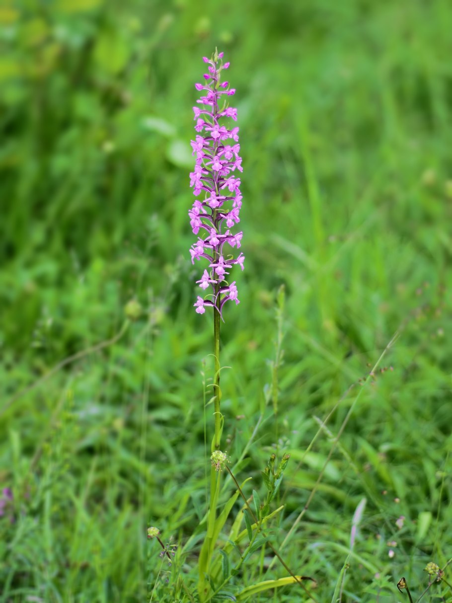 Кокушник длиннорогий