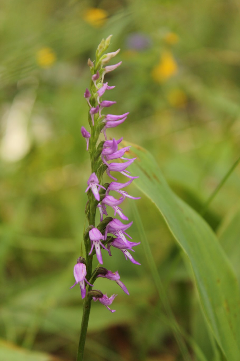 Орхидея Кокушник conopsea