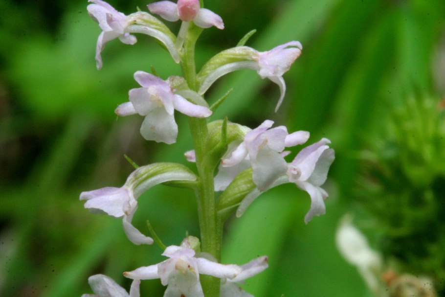 Орхидея ятрышник Дремлик