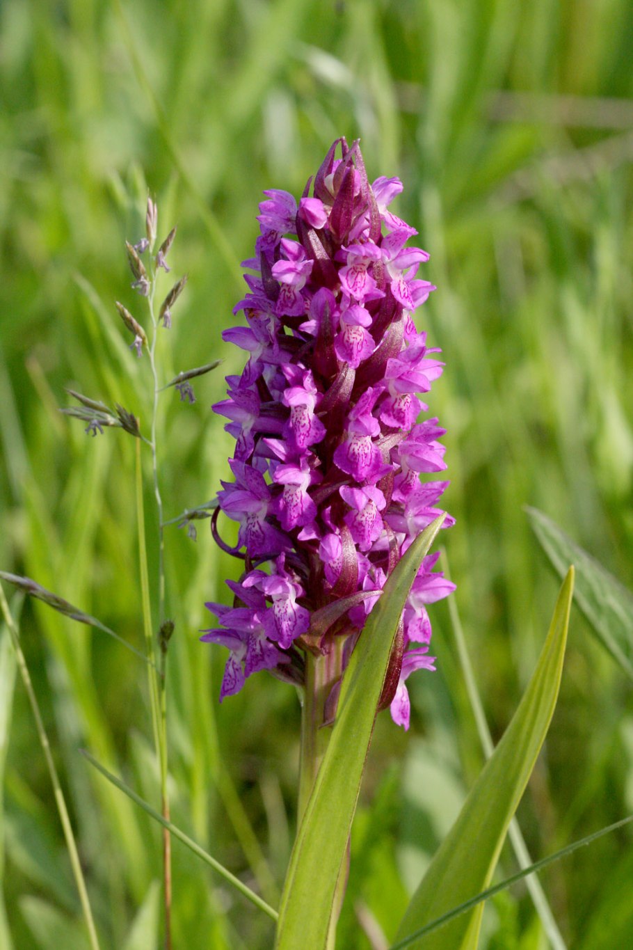 Кокушник длиннорогий