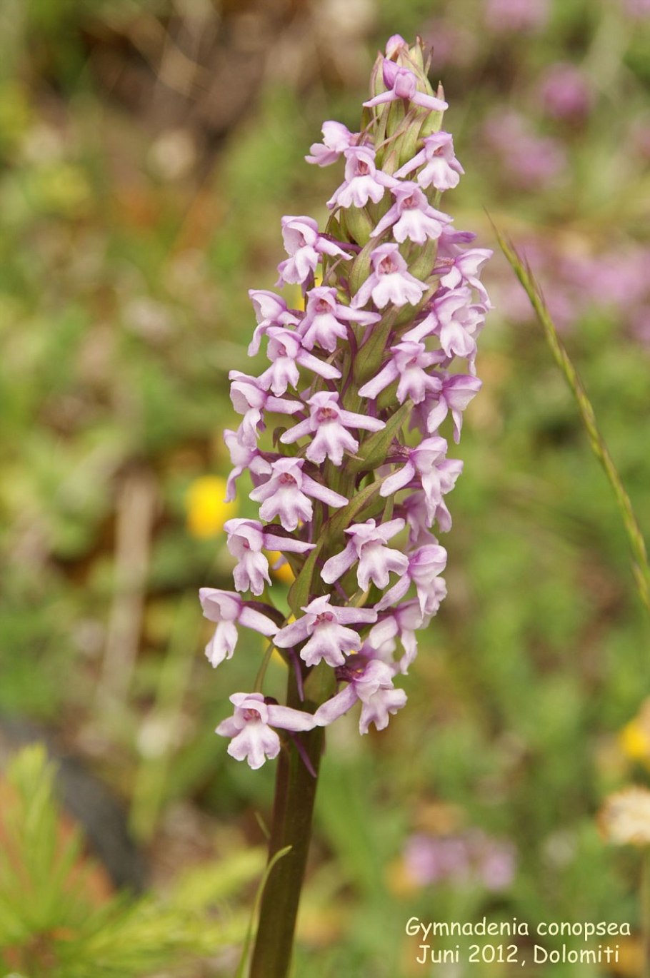 Dactylorhiza форма губы