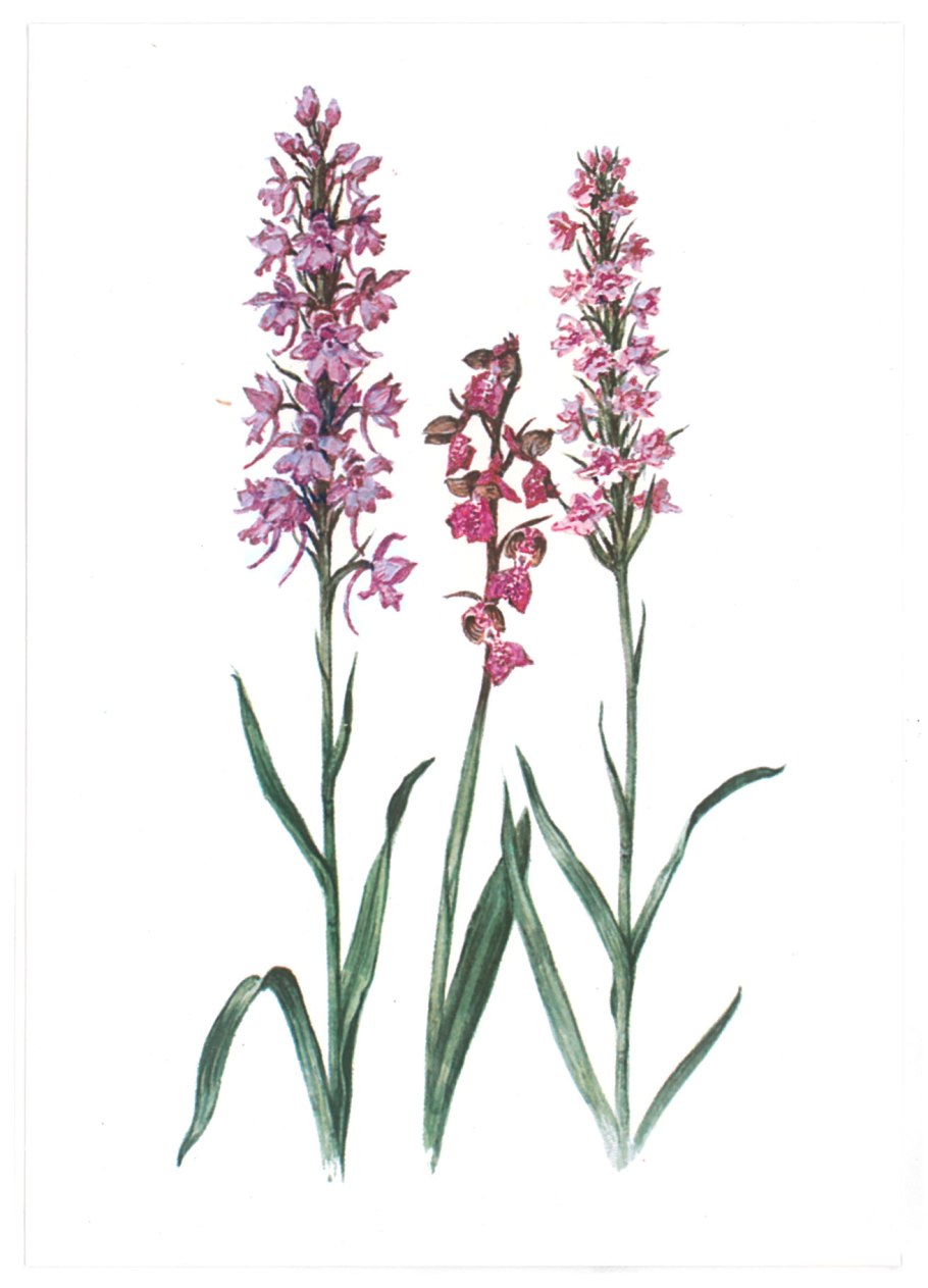 Gymnadenia conopsea Ботанический рисунок