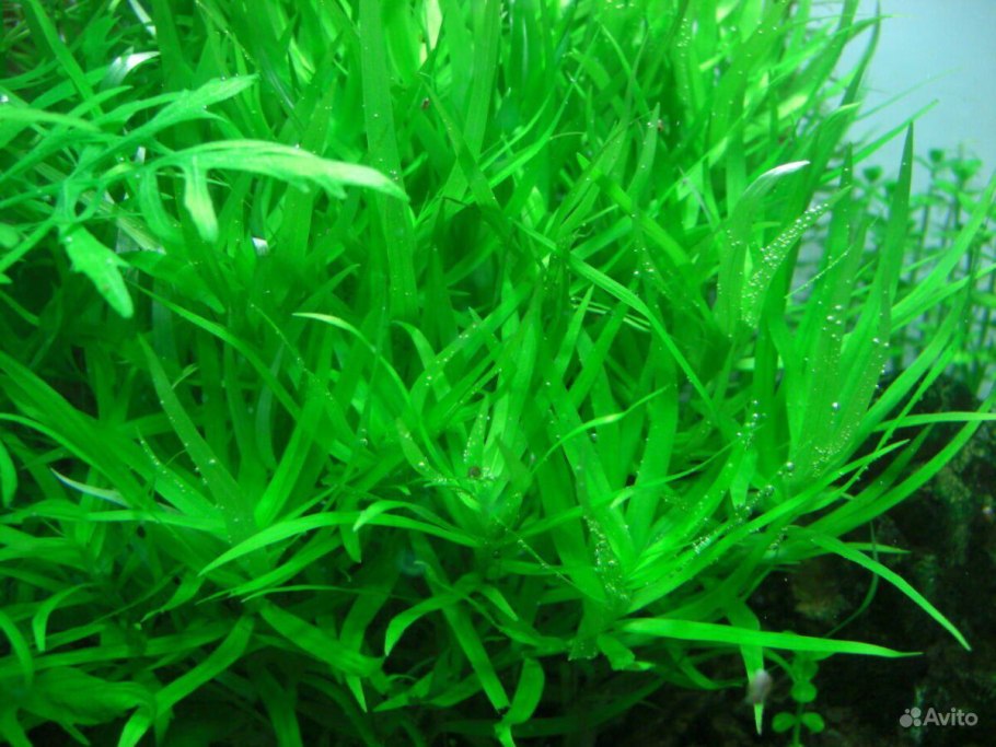 Эхинодорус Шлютера