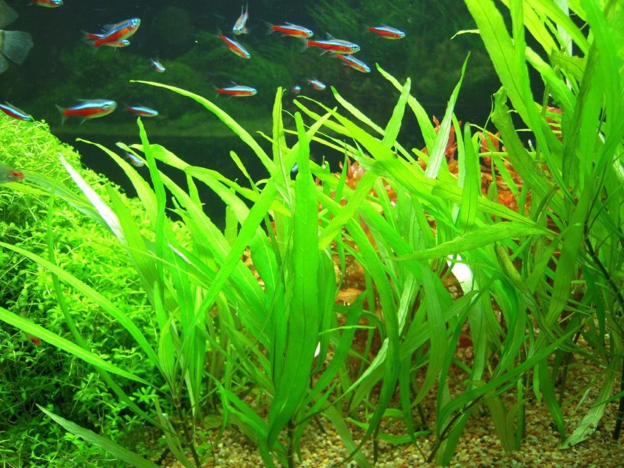 Криптокорина Вендта красная