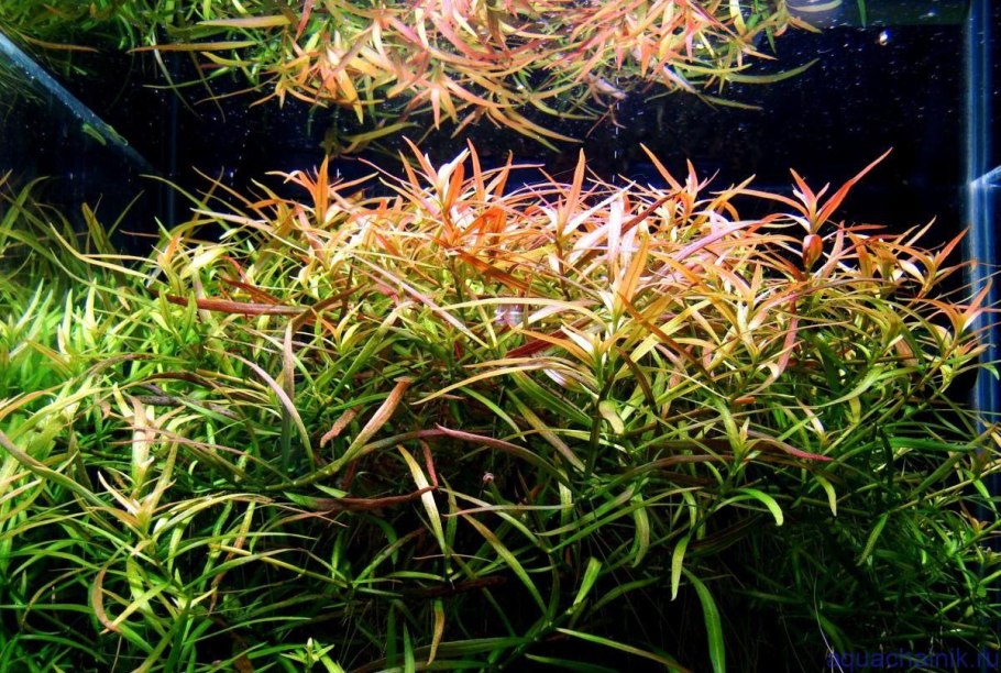 Валлиснерия аквариумное растение