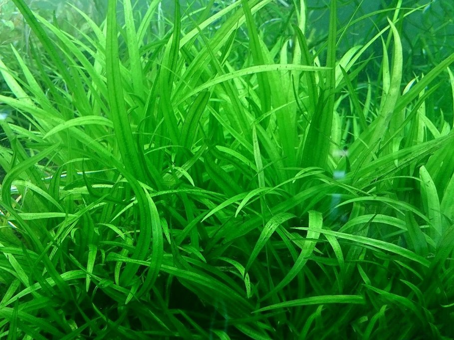 Валлиснерия спиральная аквариумное