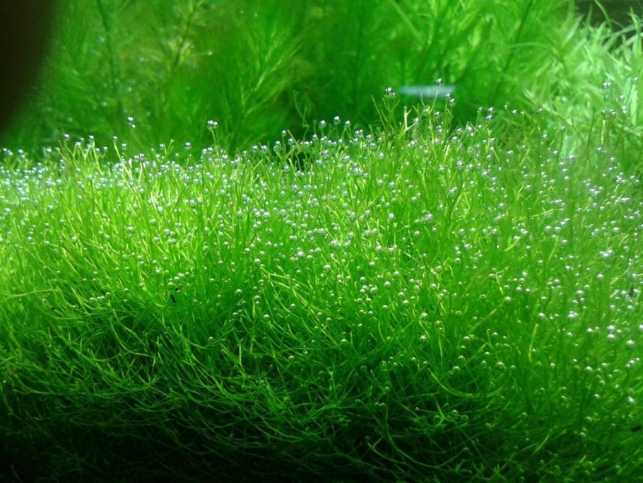 Эхинодорус амазонский (Echinodorus amazonicus)