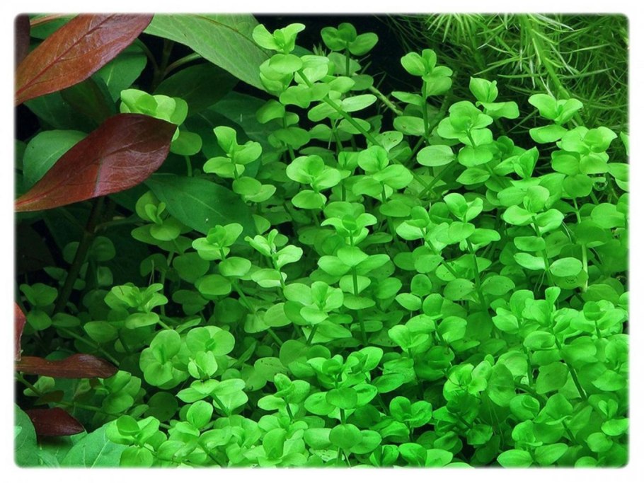 Растение Гигрофила иволистная