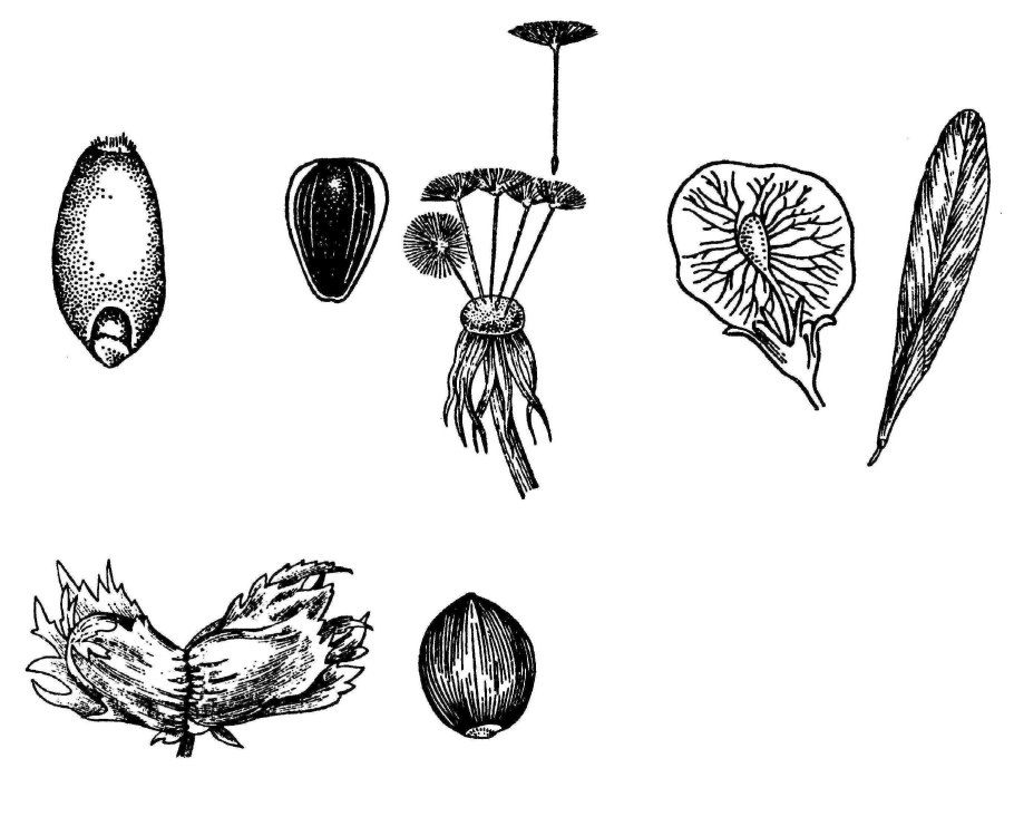 Taraxacum officinale семянки