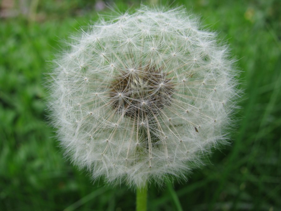 Арника Горная ботаника