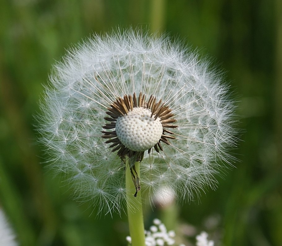 Семейство Сложноцветные соцветие