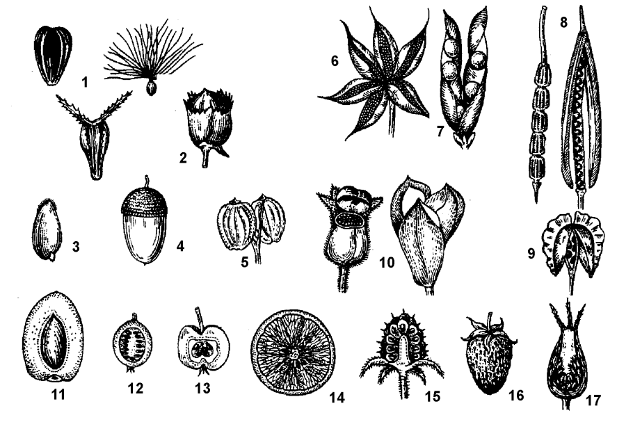 Боб апокарпный плод