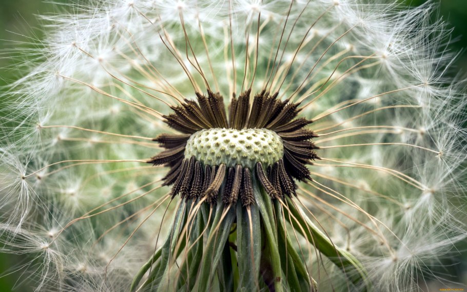 Семянка одуванчика