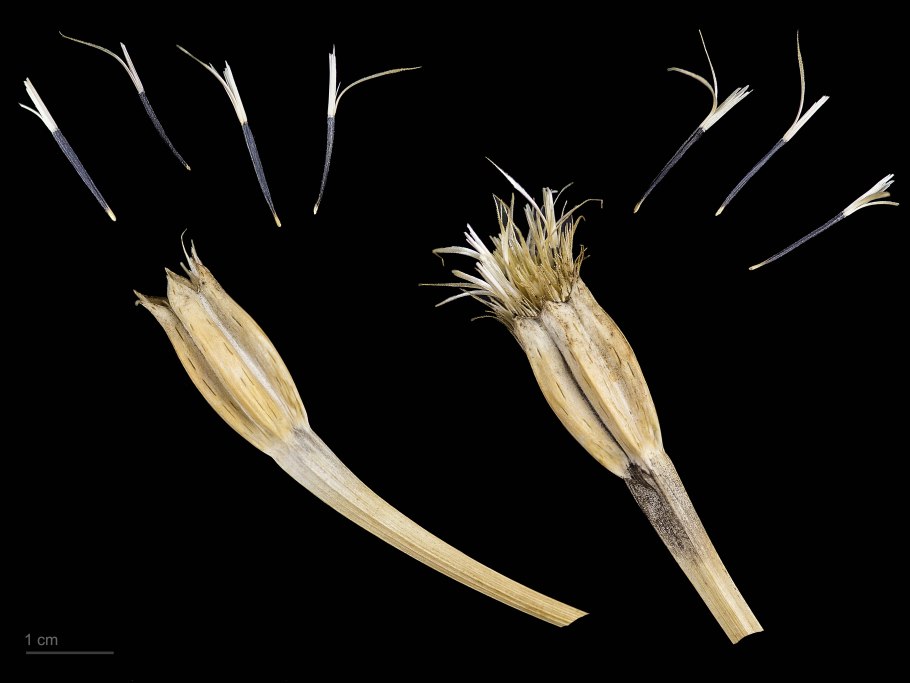 Сложноцветные трубчатые язычковые растения