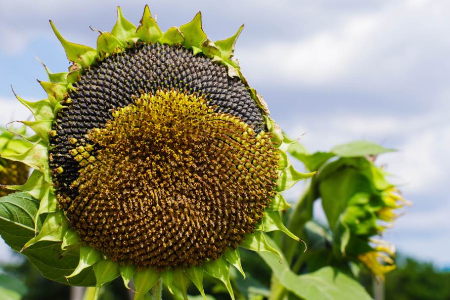 Трубчатые цветки