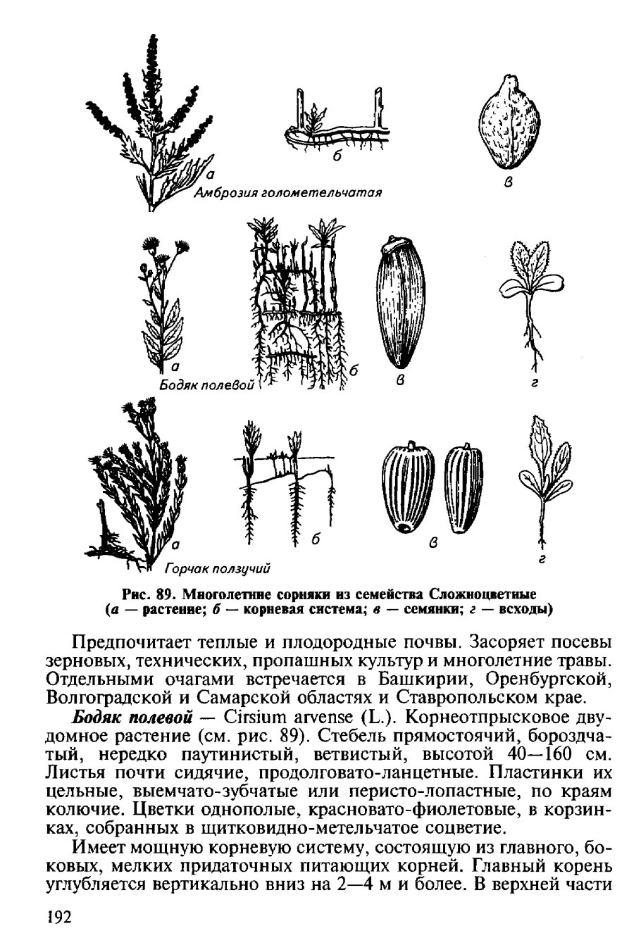 Плод одуванчика