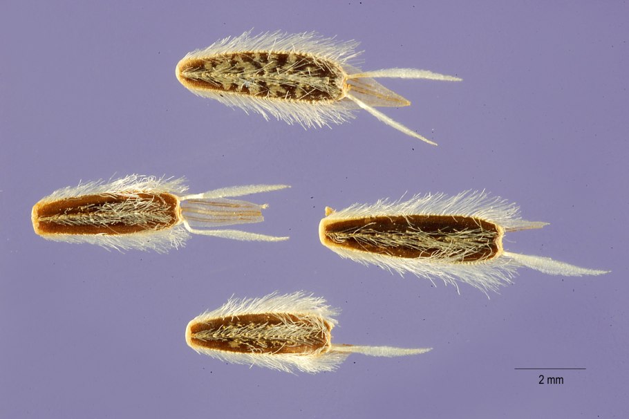 Плод одуванчика