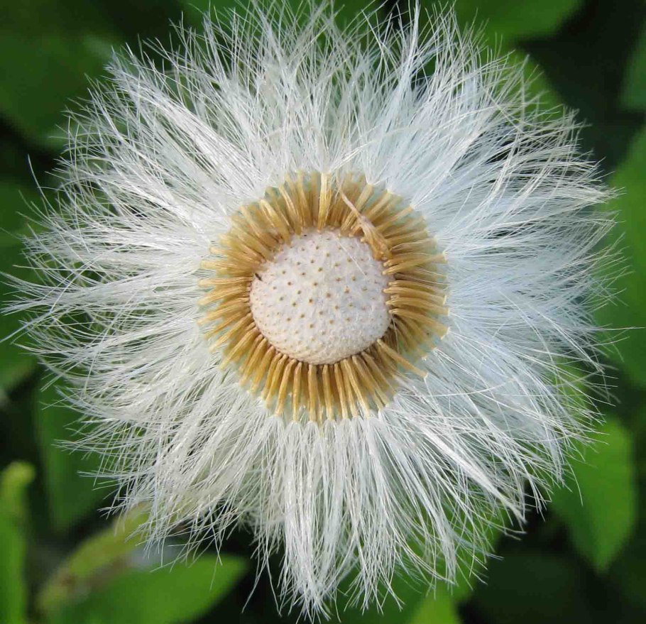 Трубчатые язычковые воронковидные