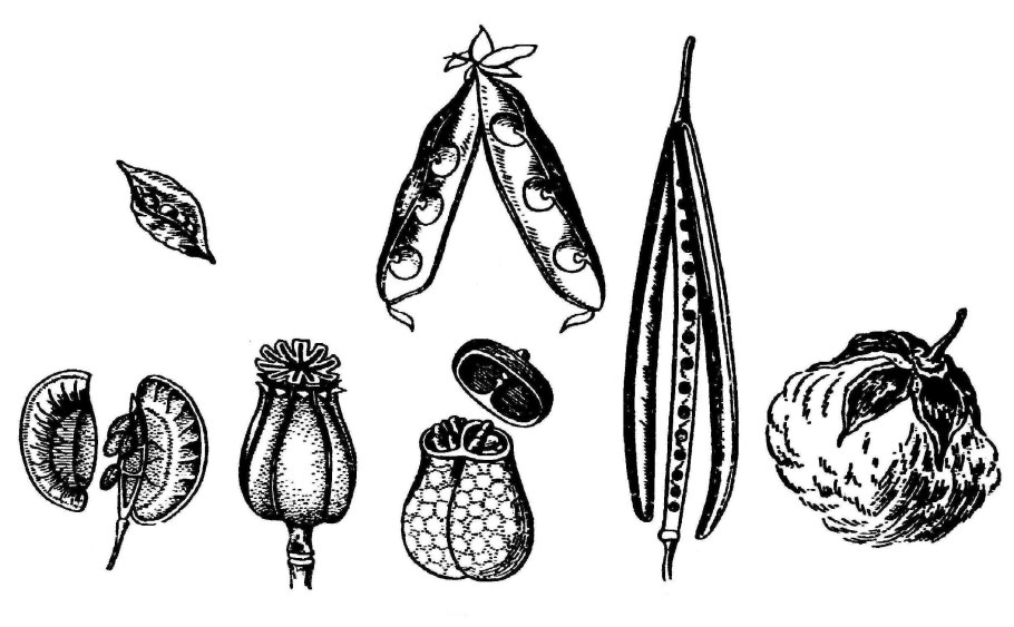 Многолетние сорняки относящиеся к стержнекорневым