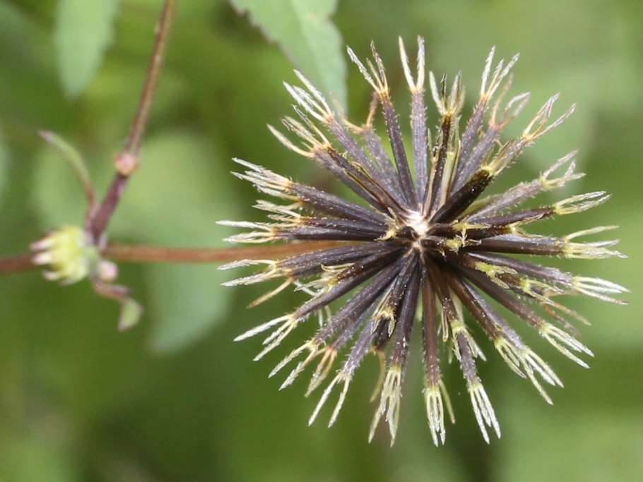Цикорий обыкновенный ботаника
