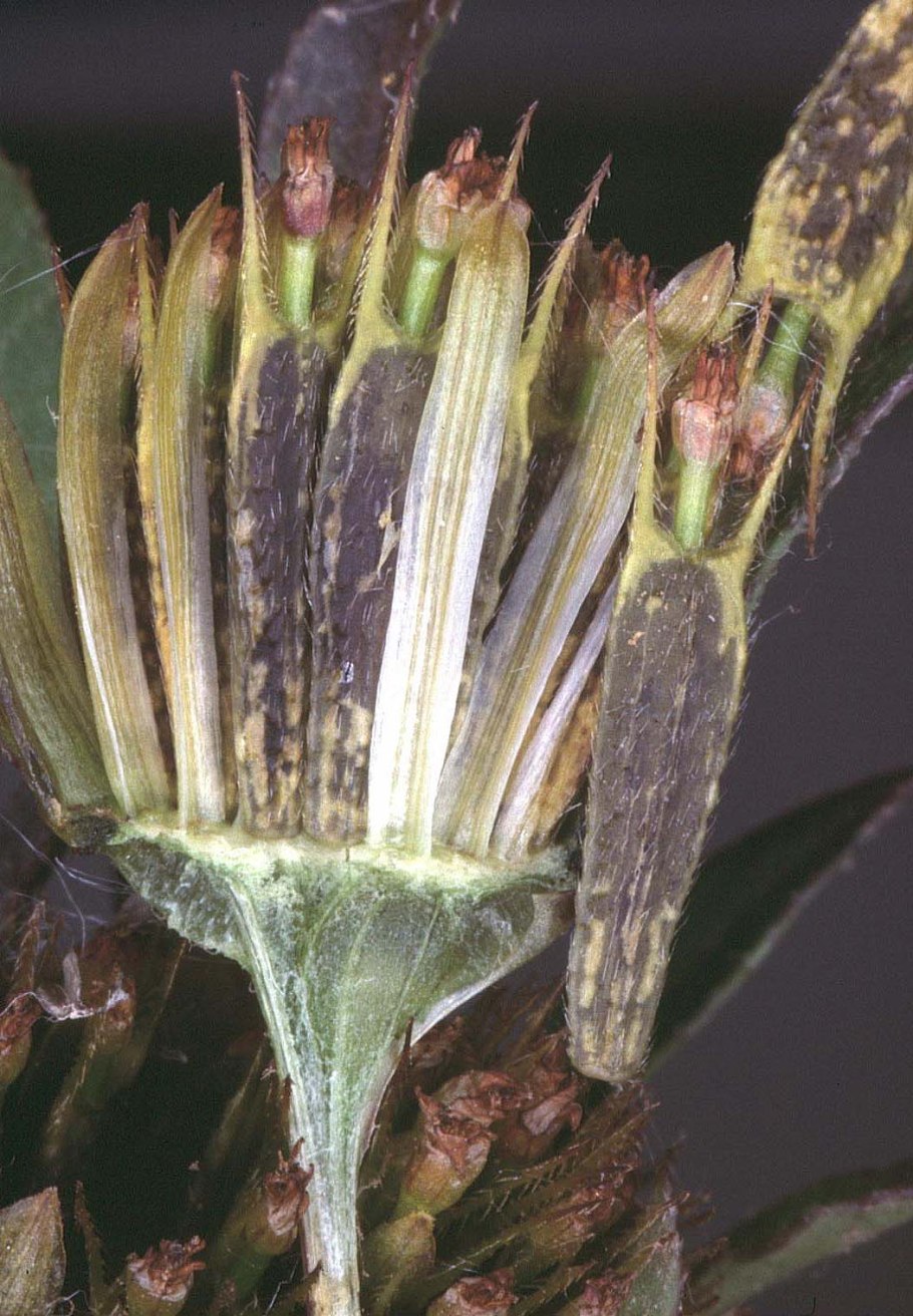 Семянка Зерновка костянка