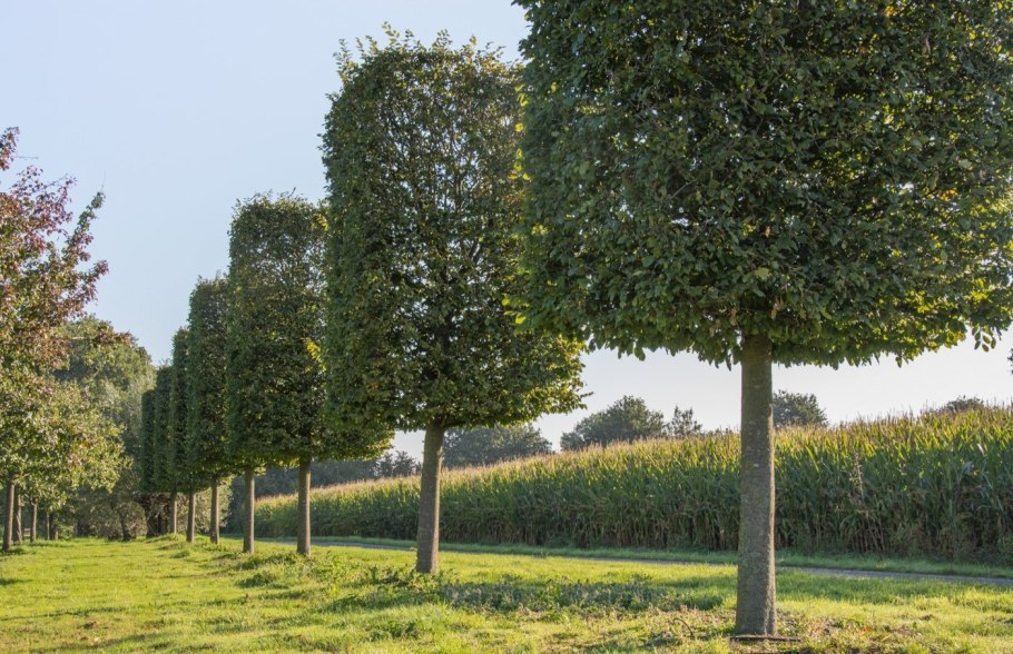 Липа мелколистная Tilia cordata