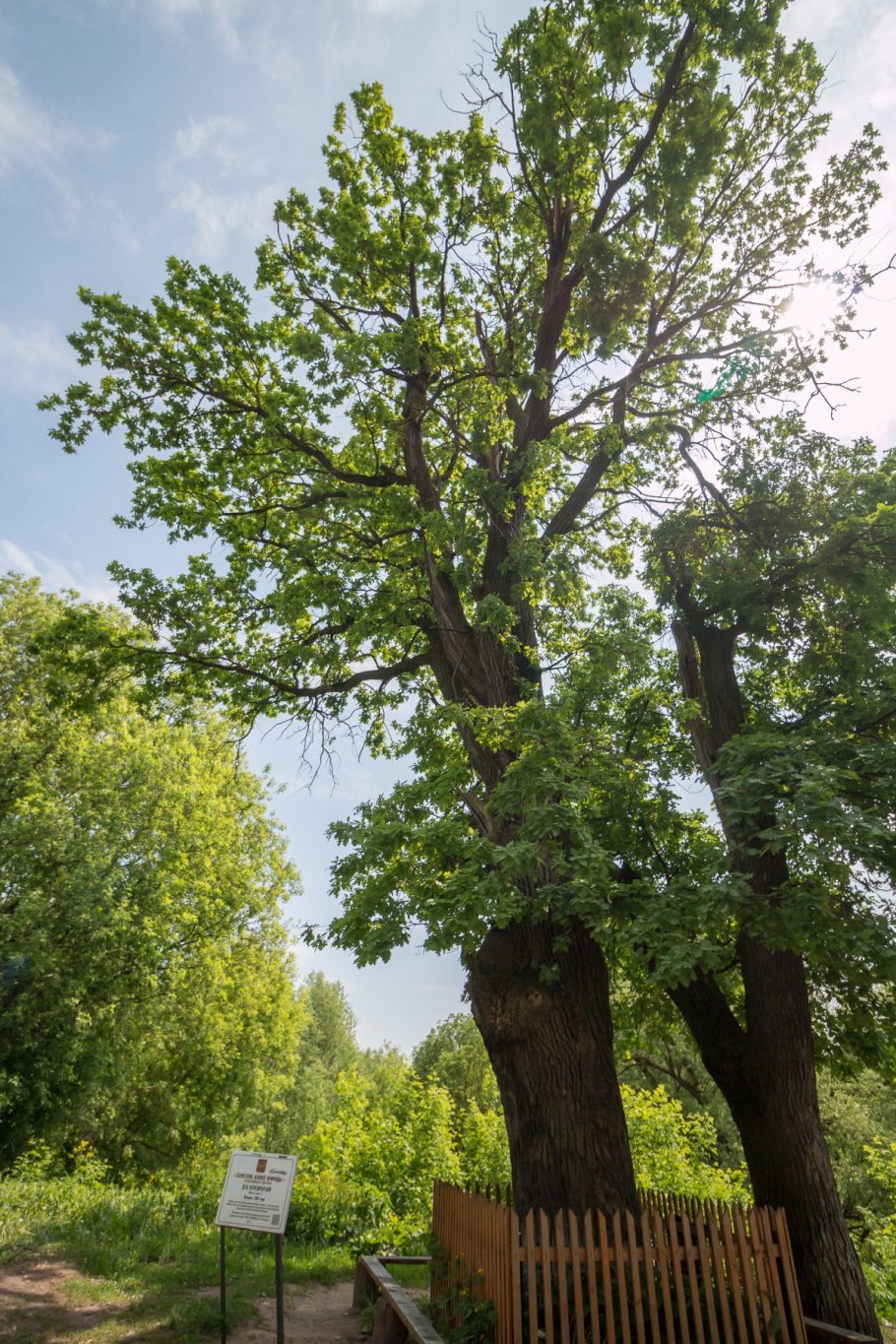 Дуб Елисейский Платан