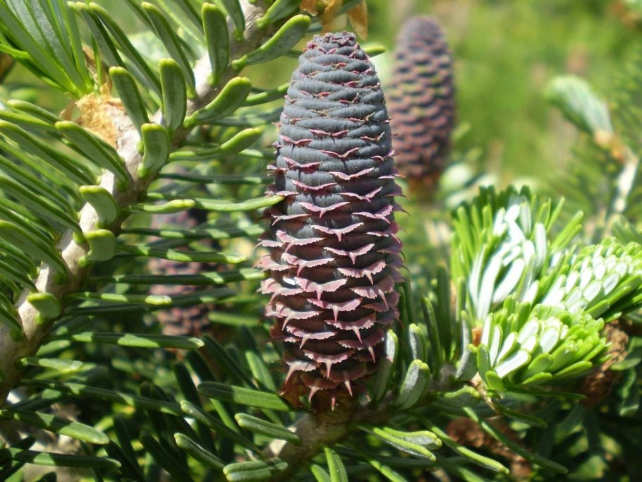 Пихта цельнолистная (Abies holophylla)