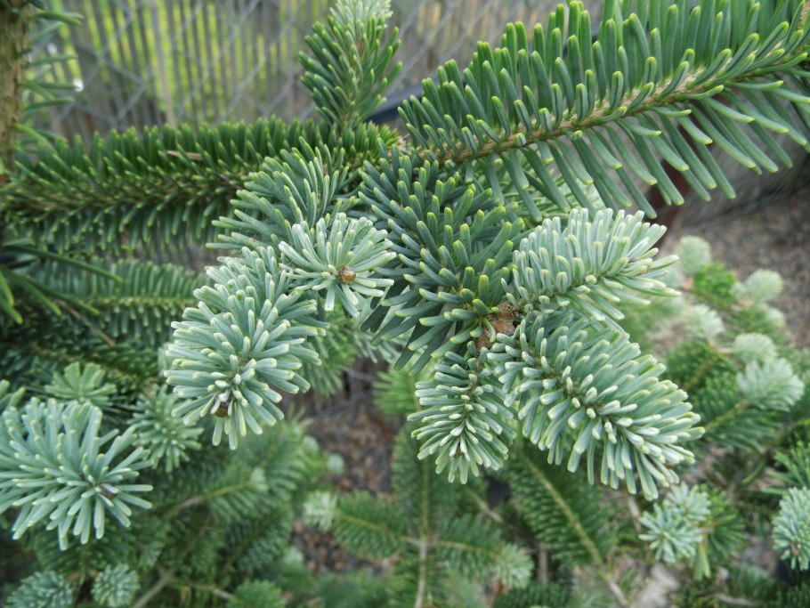 Пихта белая (Abies Alba p9)