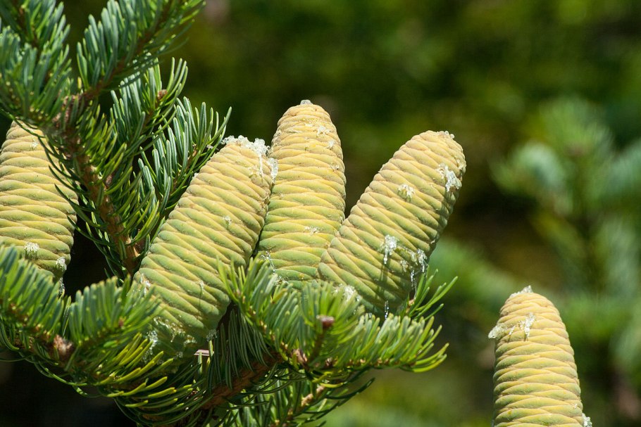 Пихта одноцветная Abies concolor шишки