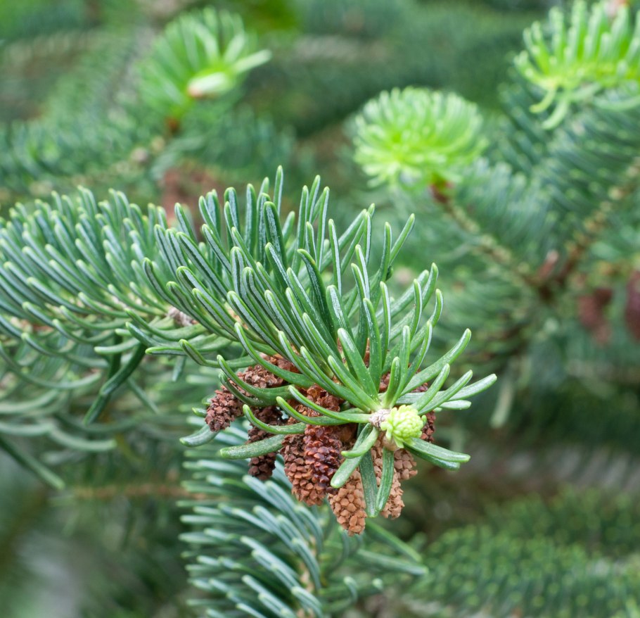 Пихта одноцветная Abies concolor