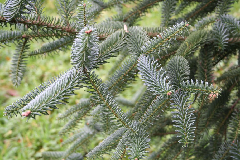Abies Alba 'Vesely'