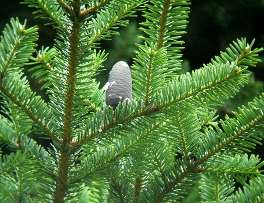 Abies Alba Ibergeregg