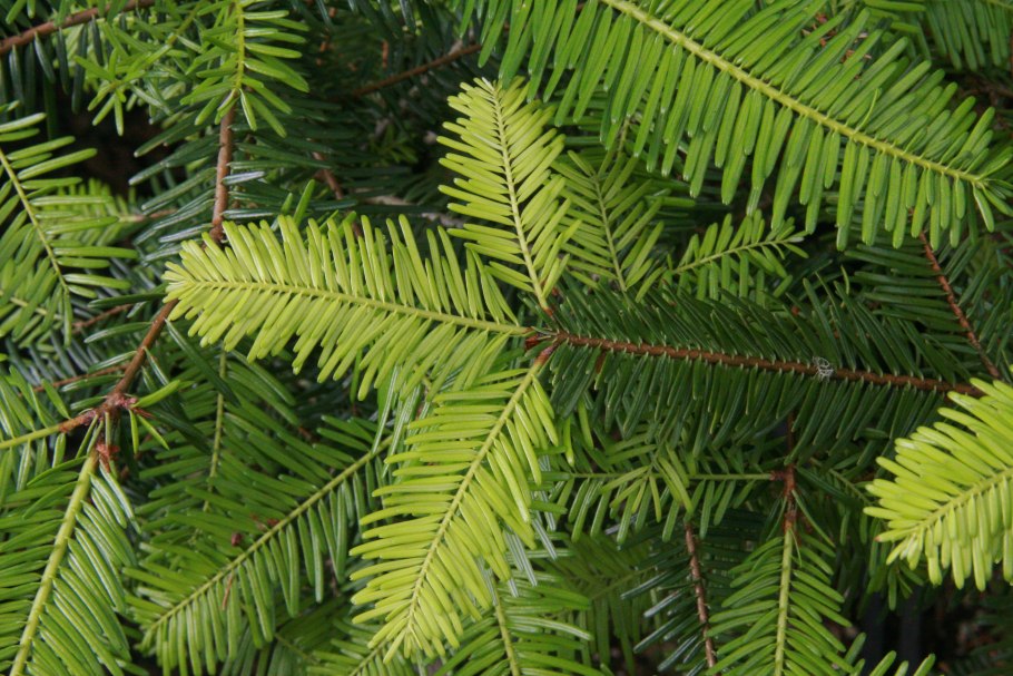 Abies Alba leaves