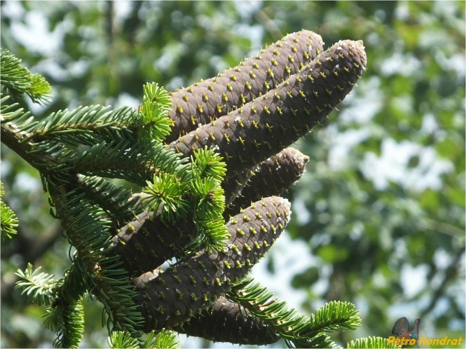 Abies Alba Marian