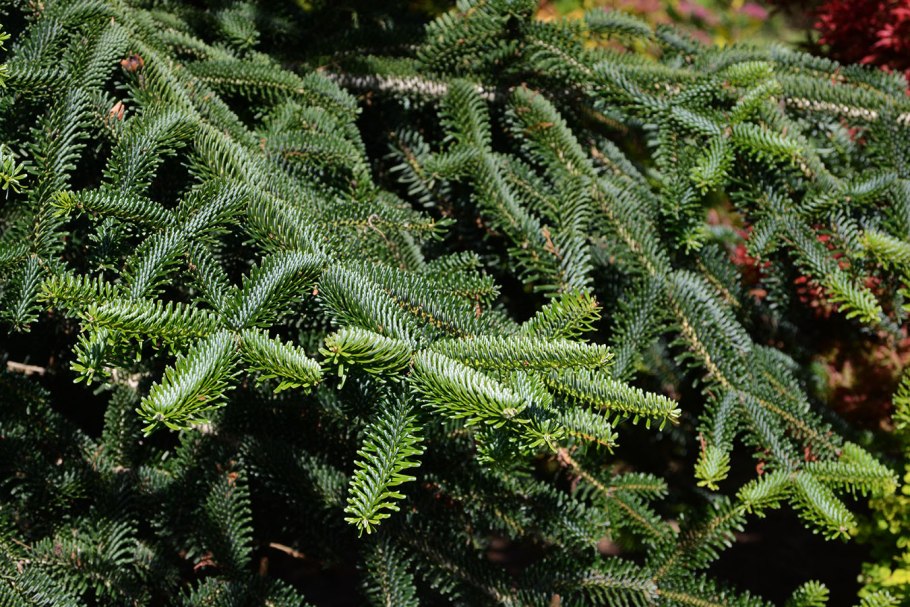 Европейская пихта Abies Alba