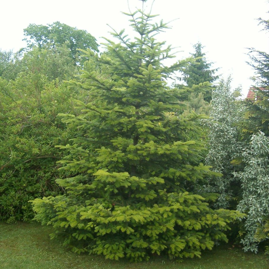 Abies holophylla ареал