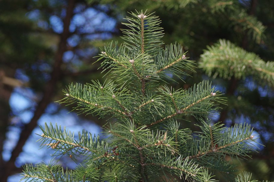 Abies amabilis пихта миловидная с1