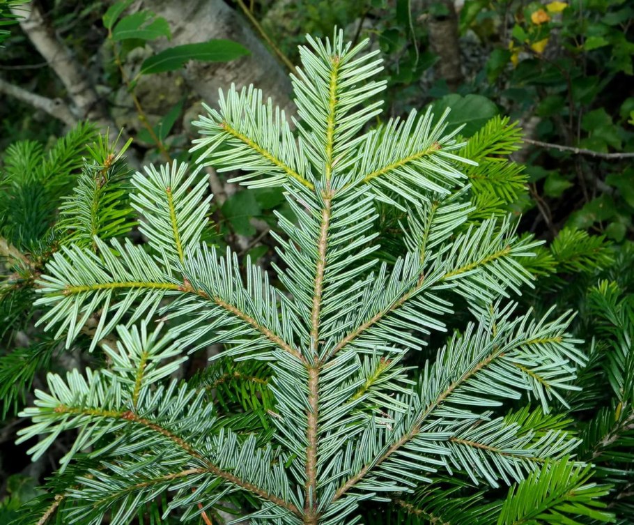 Abies numidica 'Baron