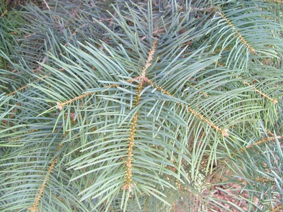 Пихта белая (Abies Alba p9)